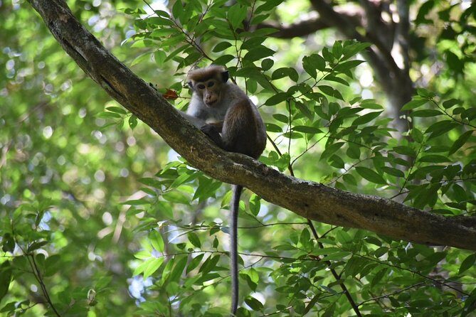 Sinharaja Rain Forest Tours (Full Day) - Exploring Sinharaja: A Natural Treasure