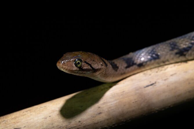 Sinharaja Rainforest Day Tour By Rainforest Expedition - Final Thoughts