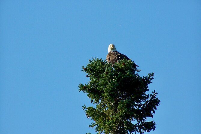 Sitka Sea Birds & Marine Life Private Charter Scenic Eco-Tour - Is This Tour Worth It?