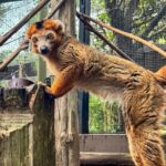 Skip The Line Houston Zoo Admission Ticket - FAQs