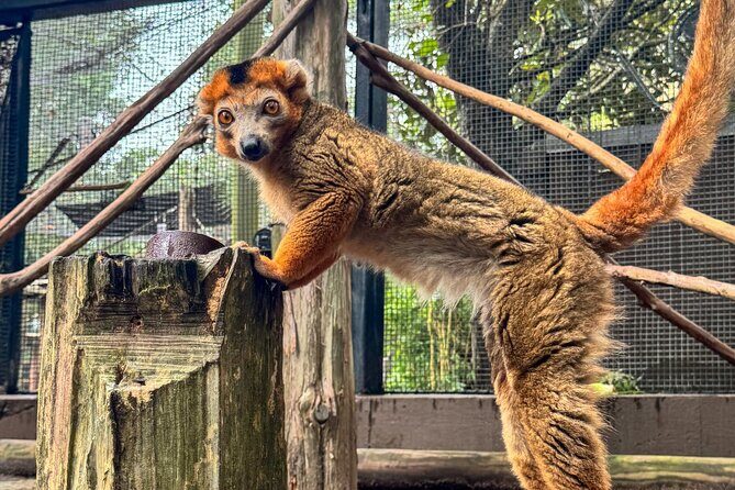 Skip The Line Houston Zoo Admission Ticket - FAQs