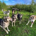 Sled Dog Kennel Tour - Why This Tour Is Worth Considering