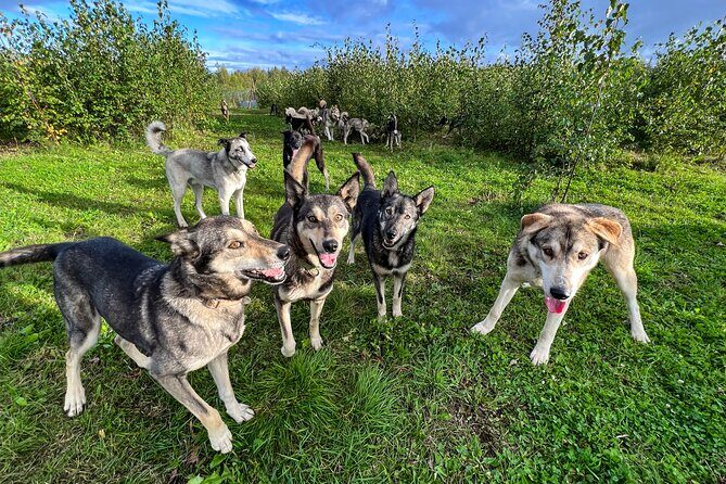 Sled Dog Kennel Tour - Why This Tour Is Worth Considering