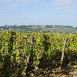 SMALL GROUP Chianti 2 wineries & meat feast @ Dario Cecchini - The Value of the Tour
