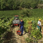 Small Group Chianti Wine Tasting with Seven Tuscan Wines - FAQ