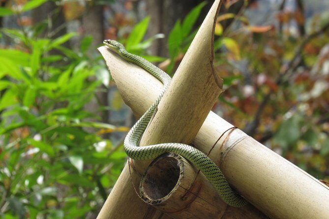 Small-Group Full-Day Khao Sok Nature Tour From Khao Lak - Why This Tour Is a Great Choice