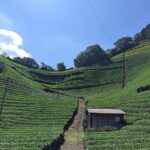 Small Group Japanese Green Tea Tasting in Shizuoka - The Sum Up