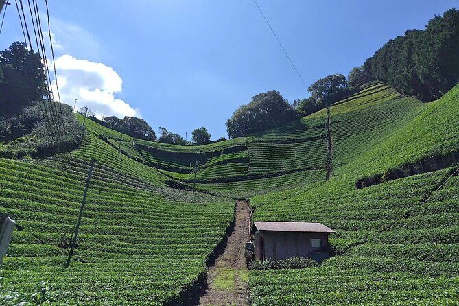 Small Group Japanese Green Tea Tasting in Shizuoka - The Sum Up