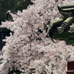 Small Group Tour East Jeju Cherry Blossom & Woman Diver Show - Practical Tips for Visitors