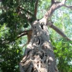 Small Group : Trekking Trip in Chiang Mai (Doi Suthep Area) with Market Tour - Who Should Consider This Tour?