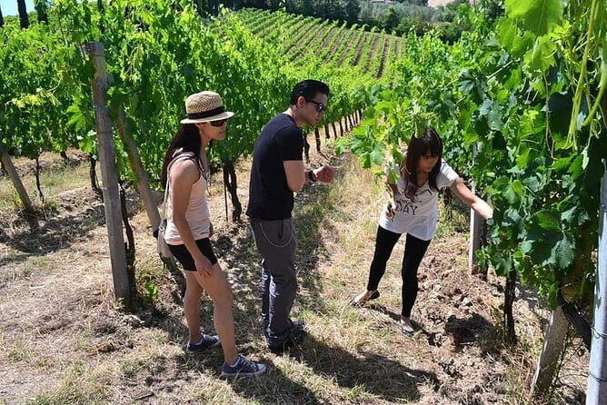 Small-Group Vernaccia di San Gimignano Wine Tour - White and Red Wines - Practical Details and Tips