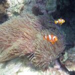 Snorkel Adventure Sea Tour to Koh Rok and Koh Haa from Koh Lanta - Who Would Love This Tour?