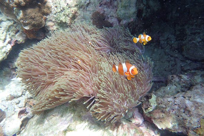 Snorkel Adventure Sea Tour to Koh Rok and Koh Haa from Koh Lanta - Who Would Love This Tour?