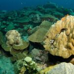 Snorkeling Adventure at Koh Chang  Departing from Koh Chang - The Two Routes: Options for Every Marine Fan