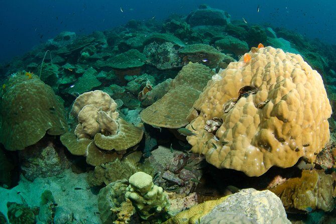 Snorkeling Adventure at Koh Chang  Departing from Koh Chang - The Two Routes: Options for Every Marine Fan