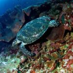 Snorkeling Adventure with East Nusa Penida Tour All Inclusive - In-Depth Look at the Highlights