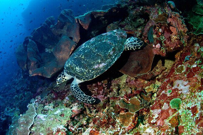 Snorkeling Adventure with East Nusa Penida Tour All Inclusive - In-Depth Look at the Highlights