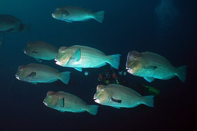 Snorkeling at Tulamben USAT Liberty Wreck - Final Thoughts: Is This Tour for You?
