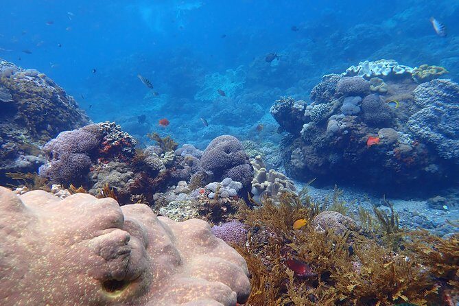 Snorkeling Day Trip To Lembongan and Penida - Who Is This Tour Best For?
