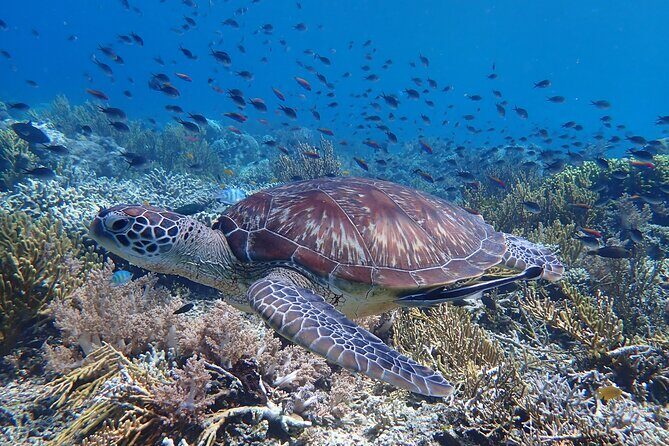 Snorkeling in Menjangan Island with Pickup and Lunch - Who Will Love This Tour?