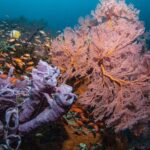 Snorkeling in Menjangan Marine Park - Discover abundant marine life of Pemuteran - The Sum Up