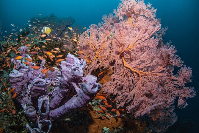 Snorkeling in Menjangan Marine Park - Discover abundant marine life of Pemuteran - The Sum Up