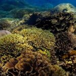 Snorkeling In Nusa Penida Departing From Bali Island - The Real-World Experience