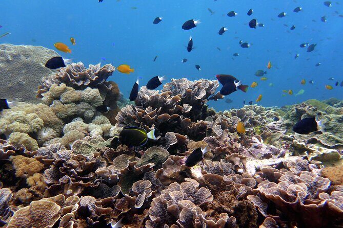 Snorkeling Nusa Penida and Island Tour Package - A Deep Dive into the Experience