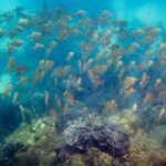 Snorkeling ( start at Ko Kut) - Practical Details and Tips