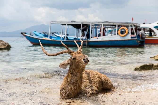 Snorkeling & Trekking at West Bali National Park - What to Consider Before Booking