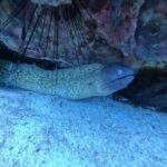 Snorkeling Trip around Koh Kood or Koh Rang Marine Park - A Closer Look at the Snorkeling Experience