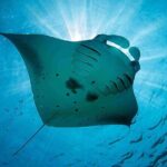 Snorkeling Trips with Manta Ray from Nusa Lembongan - Why This Tour Offers Good Value