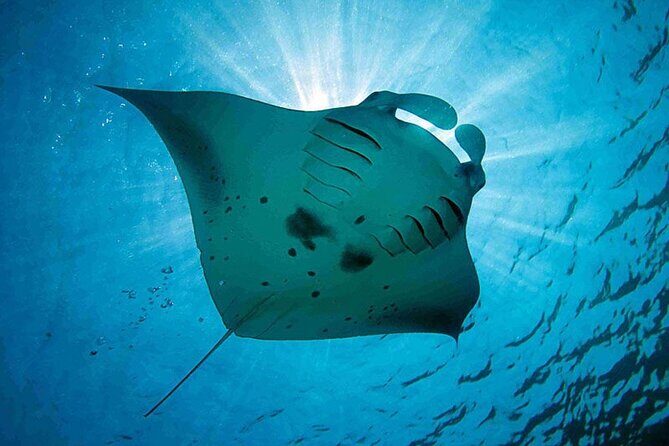 Snorkeling Trips with Manta Ray from Nusa Lembongan - Why This Tour Offers Good Value