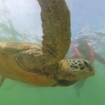 Snorkeling with Sea Turtles in Mirissa (Pickup and Drop included) - Final Thoughts