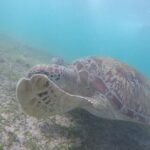 Snorkeling with Turtles in Mirissa - What to Expect from the Mirissa Turtle Snorkeling Tour