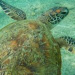 Snorkeling with Turtles in Mirissa - Why This Tour Works for You