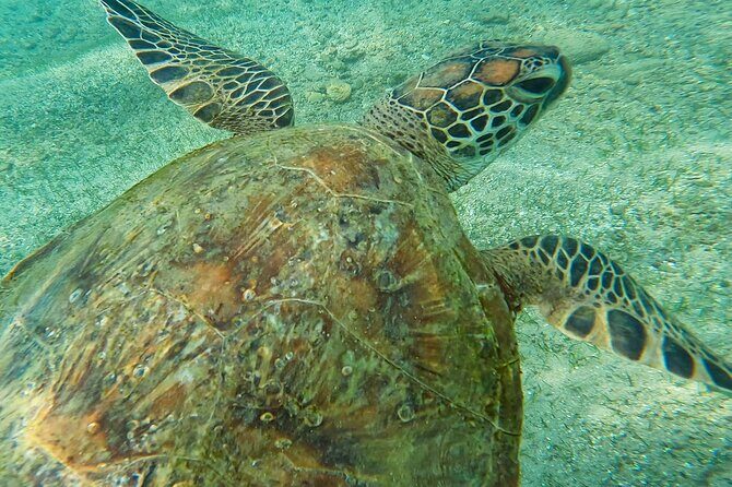Snorkeling with Turtles in Mirissa - Why This Tour Works for You