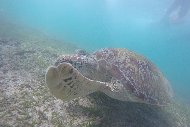 Snorkeling with Turtles in Mirissa - What to Expect from the Mirissa Turtle Snorkeling Tour
