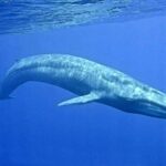 Snorkeling with Whales in Mirissa - Who Should Consider This Tour?