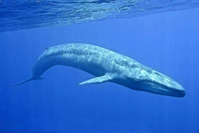 Snorkeling with Whales in Mirissa - Who Should Consider This Tour?