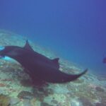 Snorkelling in Nusa Penida - Manta Point - The Marine Environment and Equipment