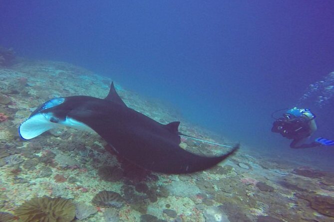 Snorkelling in Nusa Penida - Manta Point - The Marine Environment and Equipment