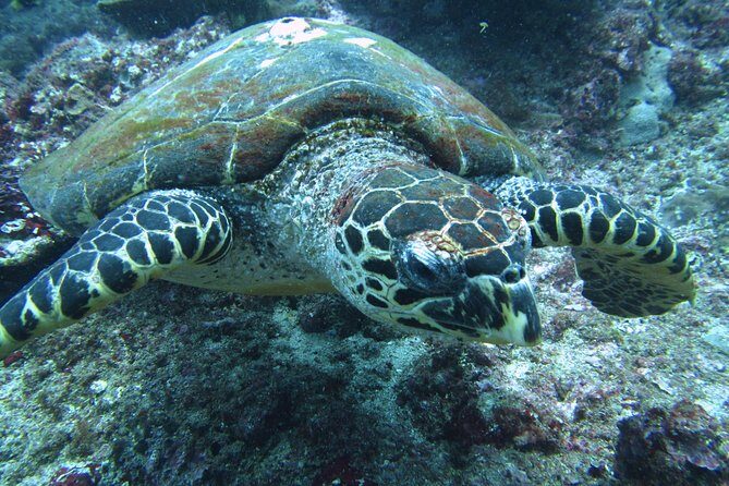 Snorkelling in Padang Bai - The Real Value: Are You Getting Your Moneys Worth?