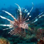 Snorkelling in the Blue Lagoon - A Closer Look at the Tour Experience