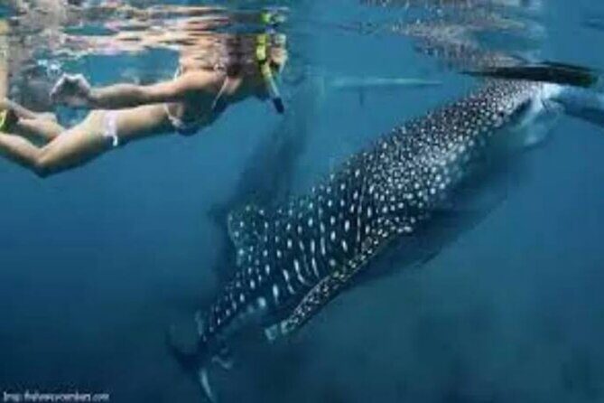 Snorkling with whale shark in teluk saleh min 2 person - The Sum Up: Is it worth it?