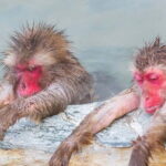 Snow Monkey and Shibu Onsen Afternoon Group Tour from Myoko Kogen - Value and Pricing