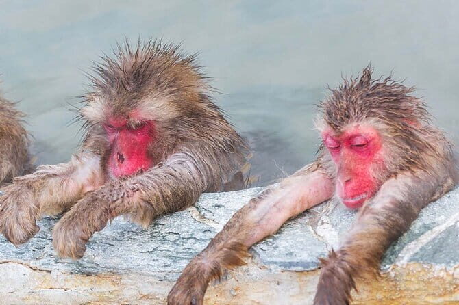 Snow Monkey and Shibu Onsen Afternoon Group Tour from Myoko Kogen - Value and Pricing