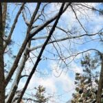 Snow Monkey Nagano Day Tour by Car English Driver in Person Guide - Who Is This Tour Best For?