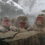 Snow Monkey Park and Miso Production Tour Bullet Train from Tokyo - Practical Considerations and Insights from Reviews