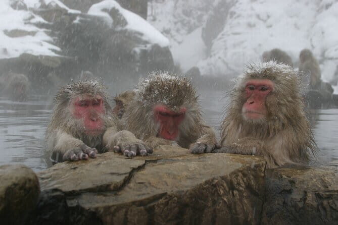 Snow Monkey Park and Miso Production Tour Bullet Train from Tokyo - Practical Considerations and Insights from Reviews